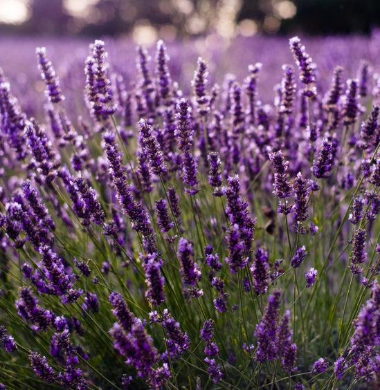 Lavender Vanilla Body Balm